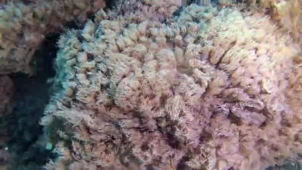 红海的鱼类和珊瑚 红海的珊瑚礁 美丽的水下景观与热带鱼和珊瑚 — 图库视频影像
