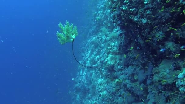 Klunzingerův Měkký Korál Dendronephthya Měkké Korály Vyrůstající Tkalcovských Korálech Útesu — Stock video