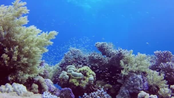 Vídeo Estático Arrecife Coral Mar Rojo Abu Dub Hermoso Paisaje — Vídeo de stock