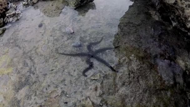 Estrela Frágil Ophiocoma Scolopendrina Rastejando Lentamente Sobre Rochas Recife Coral — Vídeo de Stock