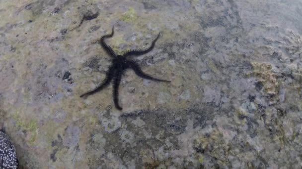 Krucha Gwiazda Ophiocoma Scolopendrina Czołgająca Się Powoli Skałach Rafie Koralowej — Wideo stockowe