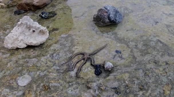 Estrela Frágil Ophiocoma Scolopendrina Rastejando Lentamente Sobre Rochas Recife Coral — Vídeo de Stock