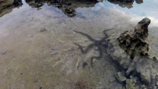 Brittle Star Ophiocoma Scolopendrina Crawling Slowly Rocks Coral Reef Marsa — Stock Video