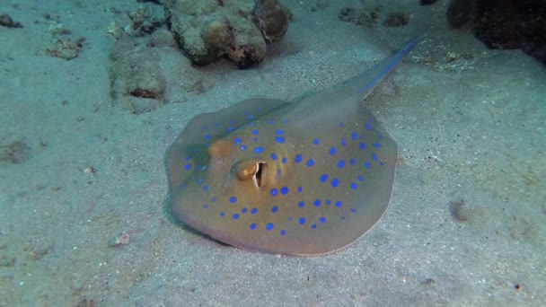 紅海の魚 Taeniura Lymma エジプトのマルサ アラム Marsa Alam 紅海のサンゴ礁の上のサンゴの間に砂やフロートに青い鉢植えのリボンレイが横たわっています — ストック動画