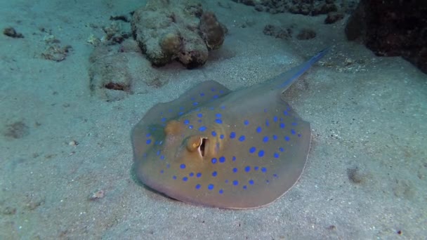 Fisk Röda Havet Taeniura Lymma Bluepotted Ribbontail Ray Ligger Sand — Stockvideo