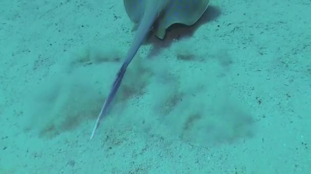 Fische Des Roten Meeres Taeniura Lymma Blaugepunkteter Spitzwegerich Liegt Auf — Stockvideo