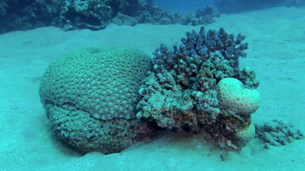 Fische Des Roten Meeres Taeniura Lymma Blaugepunkteter Spitzwegerich Liegt Auf — Stockvideo