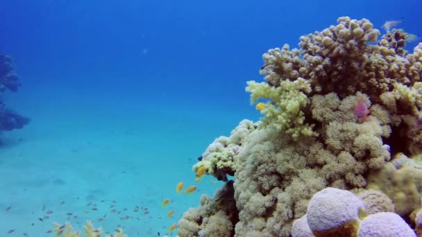 Statické Video Korálové Útesy Rudém Moři Abu Dub Krásná Podmořská — Stock video
