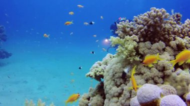 Statik video, Kızıl Deniz 'deki mercan resifi, Abu Dub. Tropikal balık ve mercanlarla dolu güzel sualtı manzarası. Hayat mercan kayalıkları. Mısır