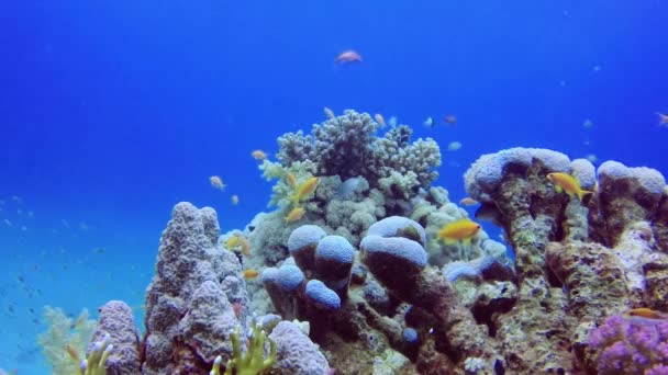 Statisk Video Korallrev Röda Havet Abu Dub Vackert Undervattenslandskap Med — Stockvideo