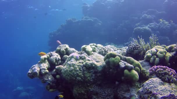 Barriera Corallina Orale Nel Mar Rosso Abu Dub Bellissimo Paesaggio — Video Stock