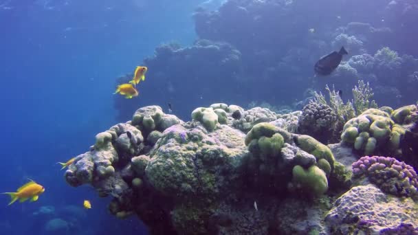 Arrecife Oral Mar Rojo Abu Dub Hermoso Paisaje Submarino Con — Vídeos de Stock