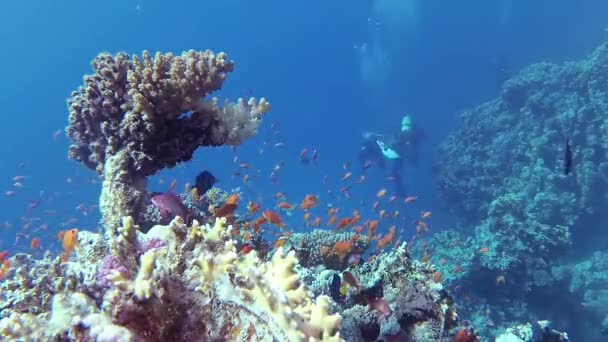 แนวปะการ งในทะเลแดง อาบ สวยงามก บปลาเขตร อนและปะการ แนวปะการ — วีดีโอสต็อก