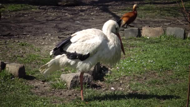 Cicogna Bianca Ciconia Ciconia Grande Uccello Della Famiglia Ciconiidae — Video Stock