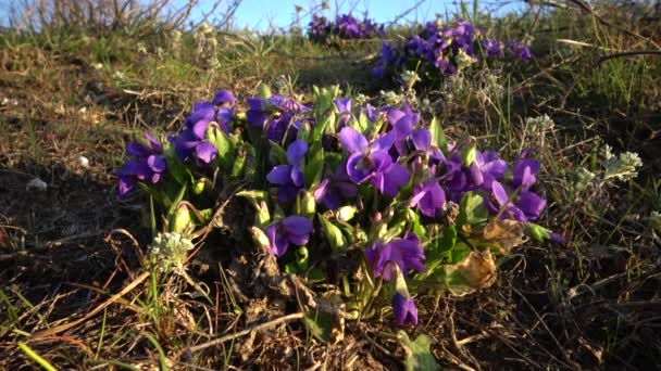 Madeira Violeta Doce Violeta Viola Odorata Planta Selvagem Durante Floração — Vídeo de Stock