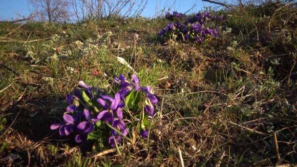 Деревянный Фиолетовый Сладкий Фиолетовый Viola Odorata Дикое Растение Время Цветения — стоковое видео