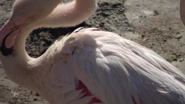 乌克兰敖德萨动物园的大火烈鸟 Phoenicopterus Roseus — 图库视频影像