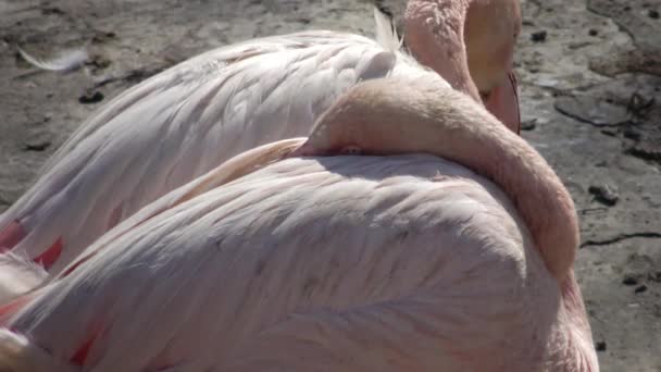 Большой Фламинго Phoenicopterus Roseus Одесском Зоопарке Одесса Украина — стоковое видео