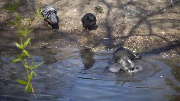 鸽子在淡水中洗澡 — 图库视频影像