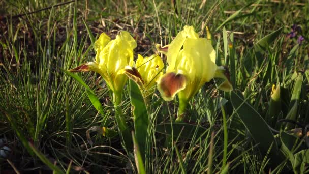 Iris Planta Flores Amarillas Plantas Silvestres Las Laderas Del Estuario — Vídeo de stock