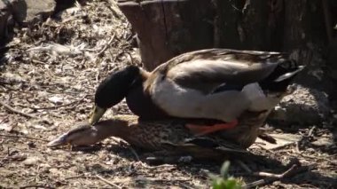 Yaban ördeği (Anas platyrhynchos) ördekgiller (Anas) familyasından bir ördek türü.