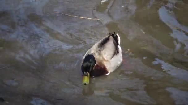 マガモ Anas Platyrynchos はアヒルで 鳥は水の中に 貯水池の近くに眠っている — ストック動画