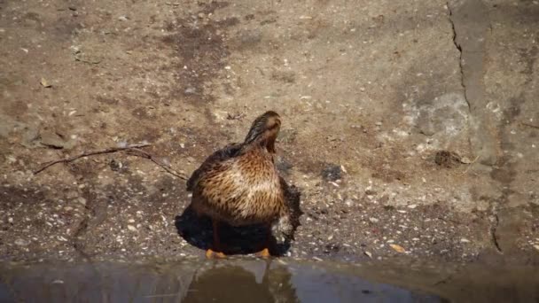 Малятко Anas Platyrhynchos Махаюча Качка Птах Відпочиває Воді Біля Водойми — стокове відео