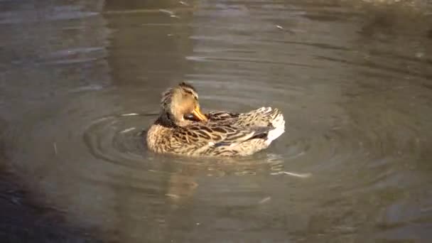 Pato Mallard Anas Platyrhynchos Pato Pássaro Está Descansando Água Perto — Vídeo de Stock