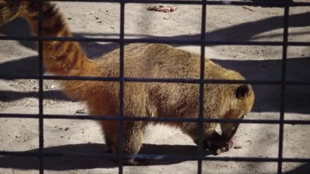 Coati Sud Américain Coati Queue Cerclée Nasua Nasua Zoo — Video