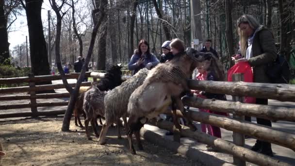 Ukraine Odessa Zoo Avril 2019 Visiteurs Zoo Les Enfants Nourrissent — Video