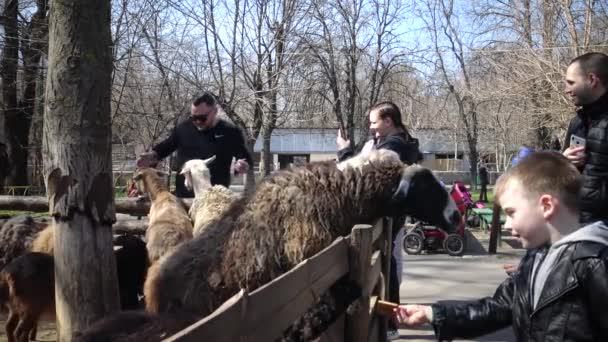 Ukraine Odessa Zoo Avril 2019 Visiteurs Zoo Les Enfants Nourrissent — Video