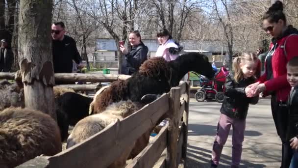 Ukraina Odessa Zoo Kwietnia 2019 Goście Zoo Dzieci Karmić Owce — Wideo stockowe