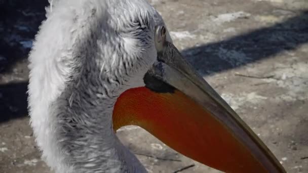 Δαλματίας Πελεκάνος Pelecanus Crispus Κοντινό Πλάνο Κεφάλι Πουλιών Στο Ζωολογικό — Αρχείο Βίντεο