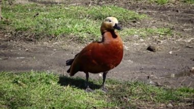 Hindistan 'da Brahminy ördeği olarak bilinen kabuklu ördek (Tadorna ferruginea), Anatidae familyasının bir üyesidir.