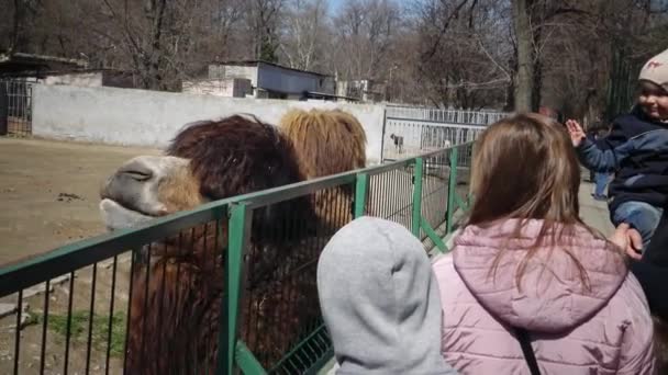 Ukraina Odessa Zoo April 2019 Djurparksbesökare Får Särskild Kamelmat Odessa — Stockvideo