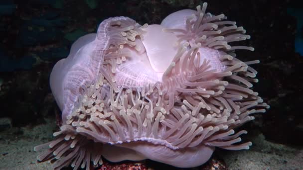 Heteractis Magnifica Magnificent Sea Anemone Also Known Ritteri Anemone — Stock Video