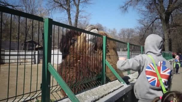 Ukraina Odessa Zoo April 2019 Djurparksbesökare Får Särskild Kamelmat Odessa — Stockvideo