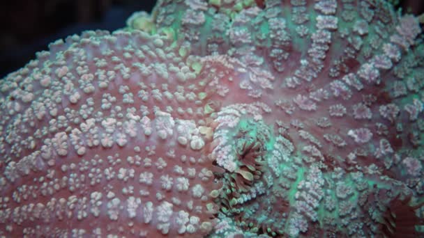 Discosoma Syn Actinodiscus Vulgarmente Conhecido Como Anêmona Cogumelos Coral Cogumelos — Vídeo de Stock