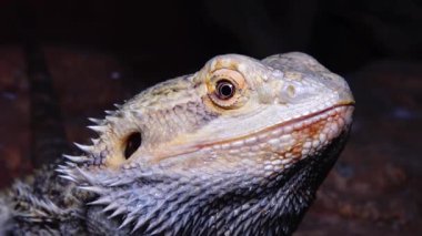 (Pogona Vitticeps) Agamid Kertenkele, Sakallı Ejderha