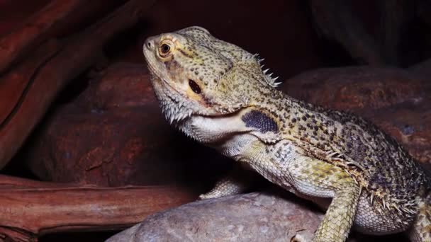 Pogona Vitticeps Agamid Lagarto Dragão Barbudo — Vídeo de Stock