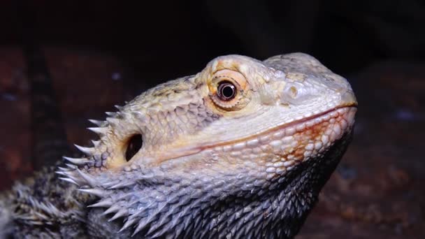 Pogona Vitticeps Agamid 도마뱀 — 비디오