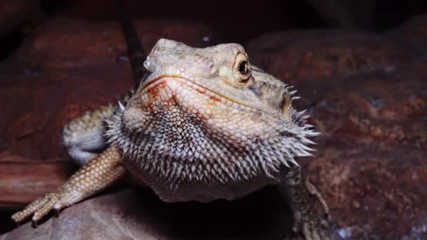 阿加西 利扎德 长胡子的龙 — 图库视频影像