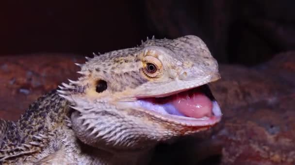 Pogona Vitticeps Agamid Lagarto Dragão Barbudo — Vídeo de Stock