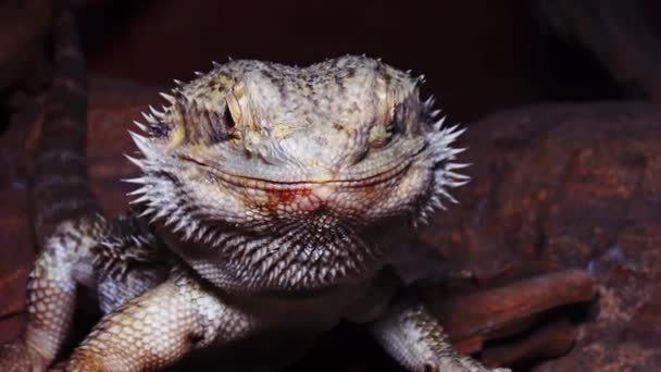 Pogona Vitticeps Agamid Lagarto Dragão Barbudo — Vídeo de Stock