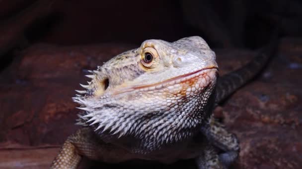 Погонавіти Агамеда Ящірка Бородатий Дракон — стокове відео