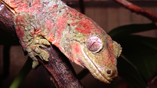 Mniarogekko Chahoua Vulgarmente Conhecido Como Musgoso Gecko Nova Caledónia Gecko — Vídeo de Stock