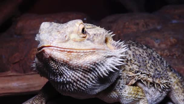 Pogona Vitticeps Lagarto Agamid Dragón Barbudo — Vídeo de stock