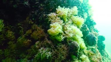 Karadeniz 'deki istilacı Rapana venosa' nın yırtıcı kozaları. Karadeniz 'in Hayvanı