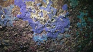 Tuzakların kirlenmesinde farklı türde deniz süngerleri. Karadeniz