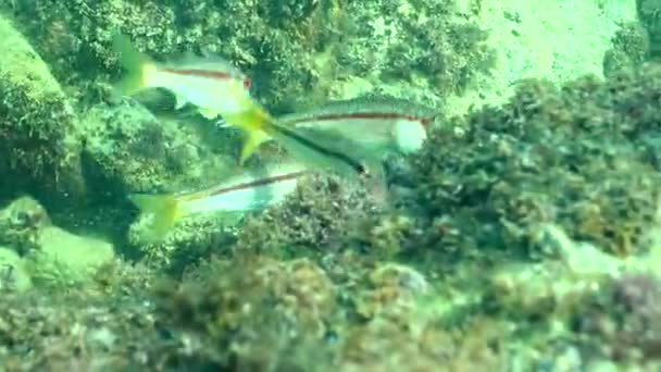 Червоний Мулет Mullus Barbatus Ponticus Зграя Риб Живляться Піщаному Дні — стокове відео